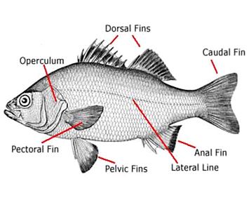 fish fins