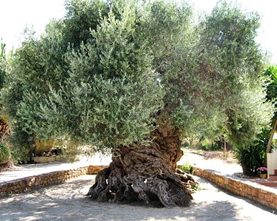 Olive tree Vouves